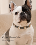 Crystal Charm Collar on dog with sparkling crystal accents for small pets