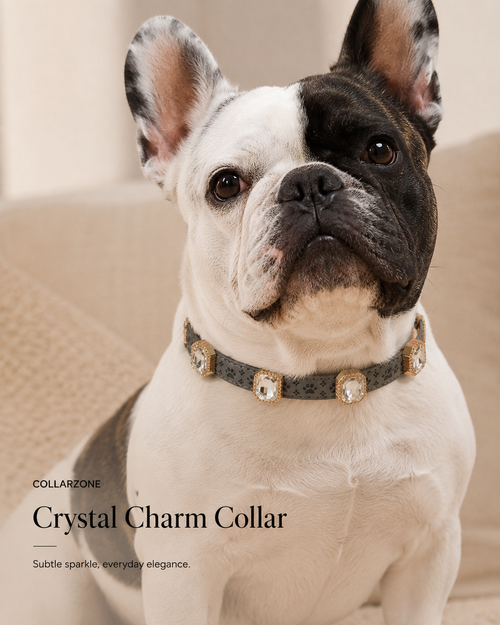 Crystal Charm Collar on dog with sparkling crystal accents for small pets