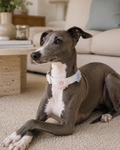 Crystal Flower Collar with sparkling flower charms for stylish pets