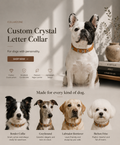 Custom Crystal Letter Collar with personalized crystal name details for pets